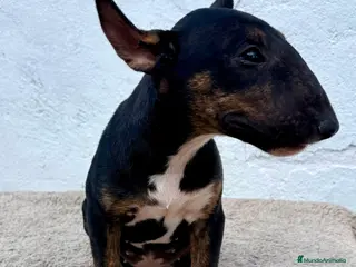 Bull Terrier Miniatura perros Bull terrier miniatura - Anuncio 5