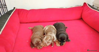 Teckel perros - Anuncio 8