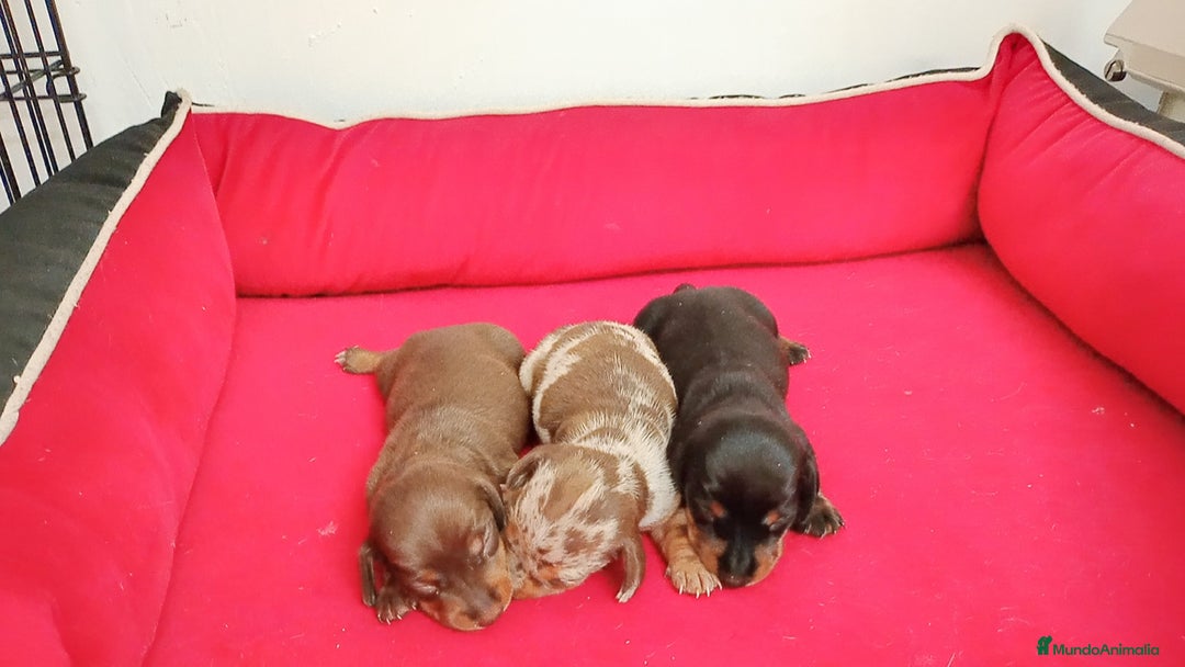 Teckel perros en venta: Teckel  - Imagen 2