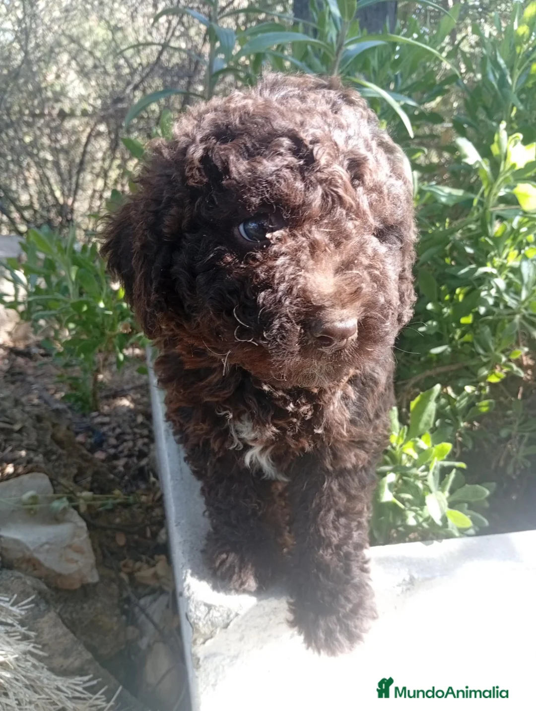Perro de Agua Español perros en venta: PERRO DE AGUA ESPAÑOL en Cádiz - Anuncio 2