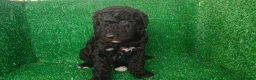 Perro de Agua Español perros en venta: Perros de agua - Anuncio 7