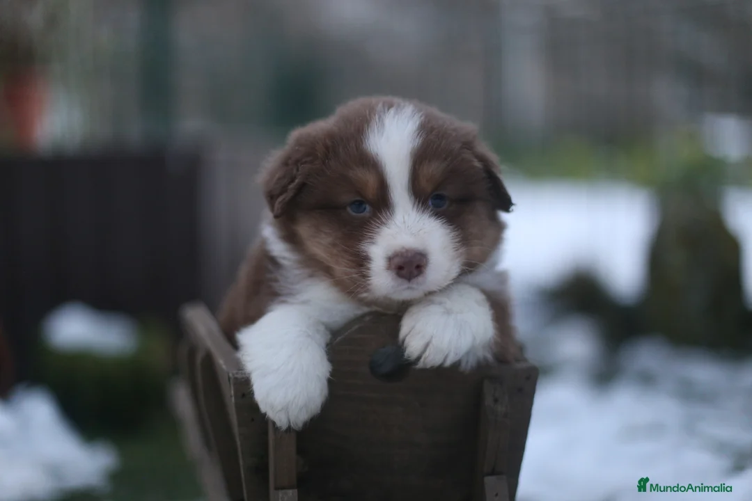 Pastor Australiano perros en venta: Cachorros de Pastor australiano  - Anuncio 7