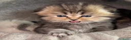 Scottish Fold gatos en venta: Scottish Fold Highland  - Anuncio 8