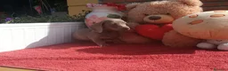 Teckel Miniatura perros en venta: Teckel mini/kanichen - Anuncio 4