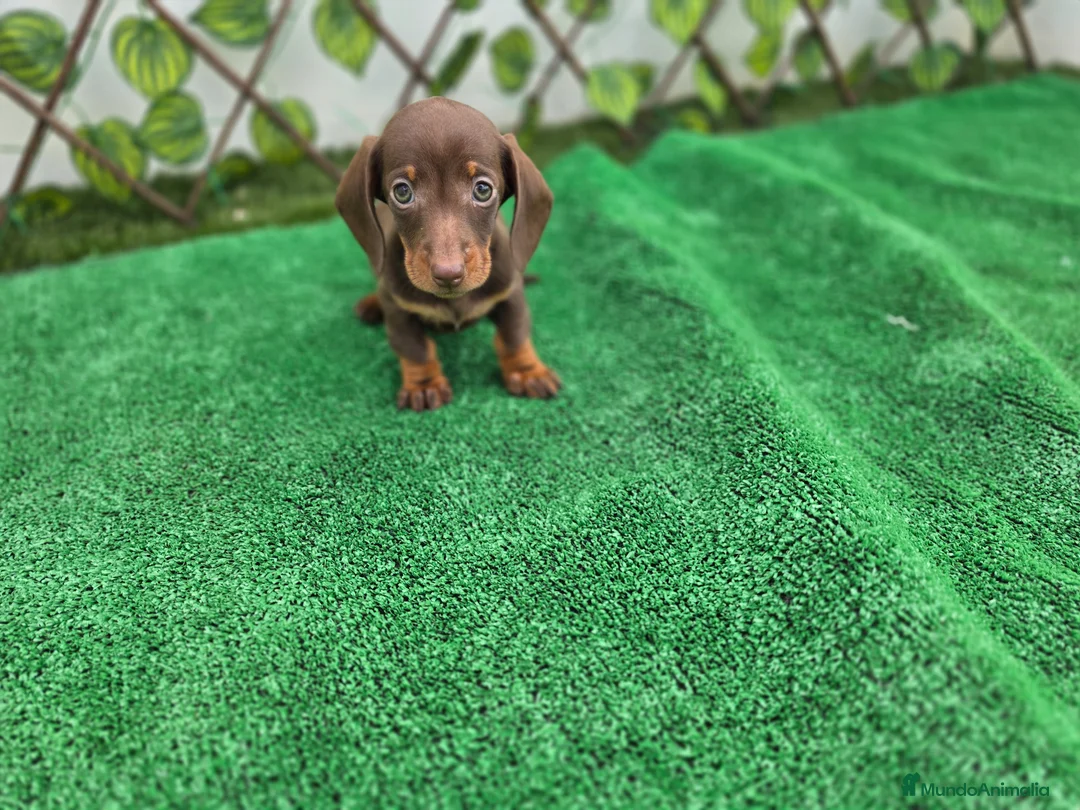 Teckel Miniatura perros en venta: TECKEL KANNINCHEN CHOCOLATE - Anuncio 1