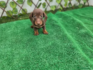 Teckel Miniatura perros TECKEL KANNINCHEN CHOCOLATE - Anuncio 2