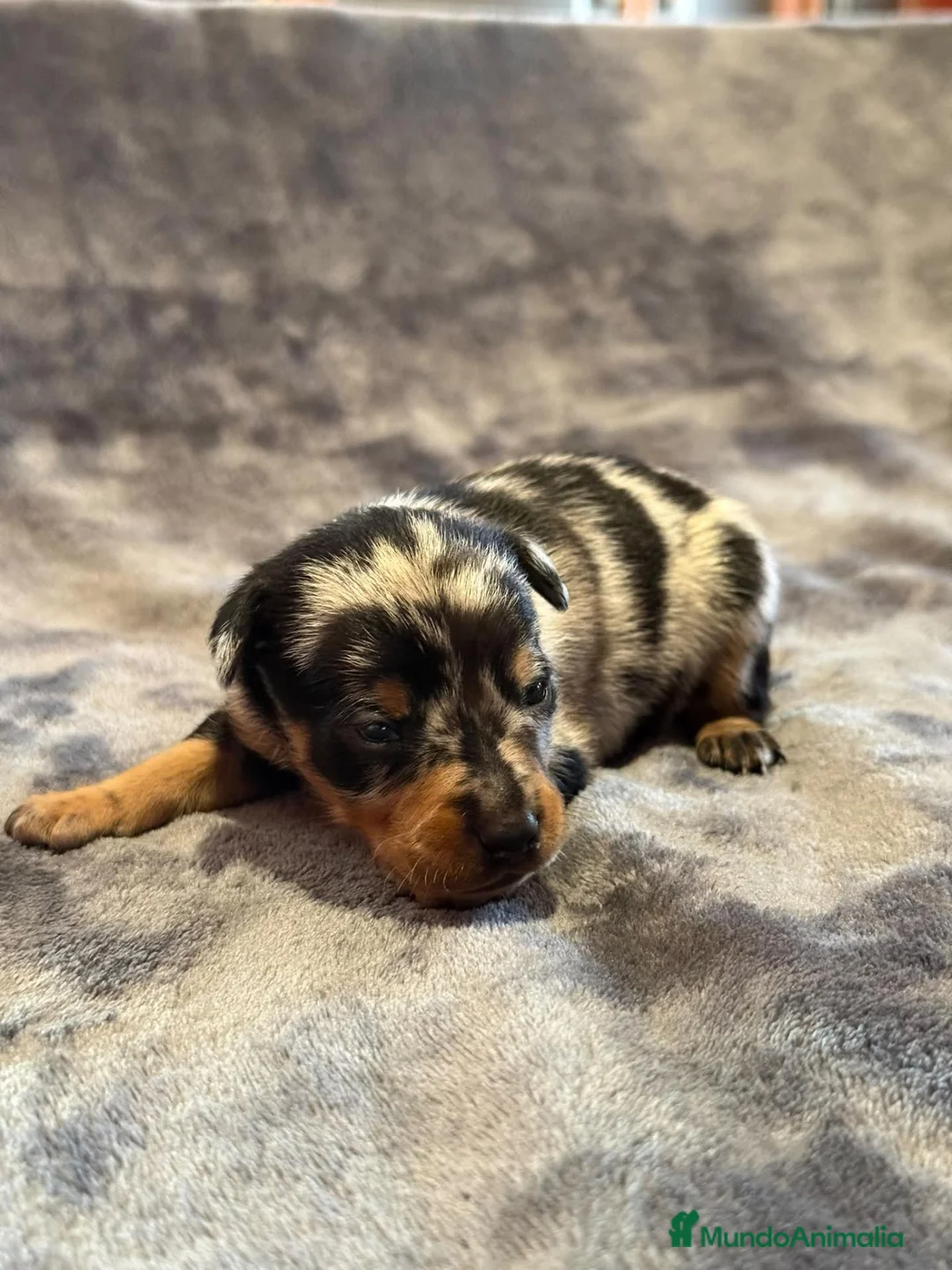 Pinscher Miniatura perros en venta: Pinscher miniatura - Anuncio 2