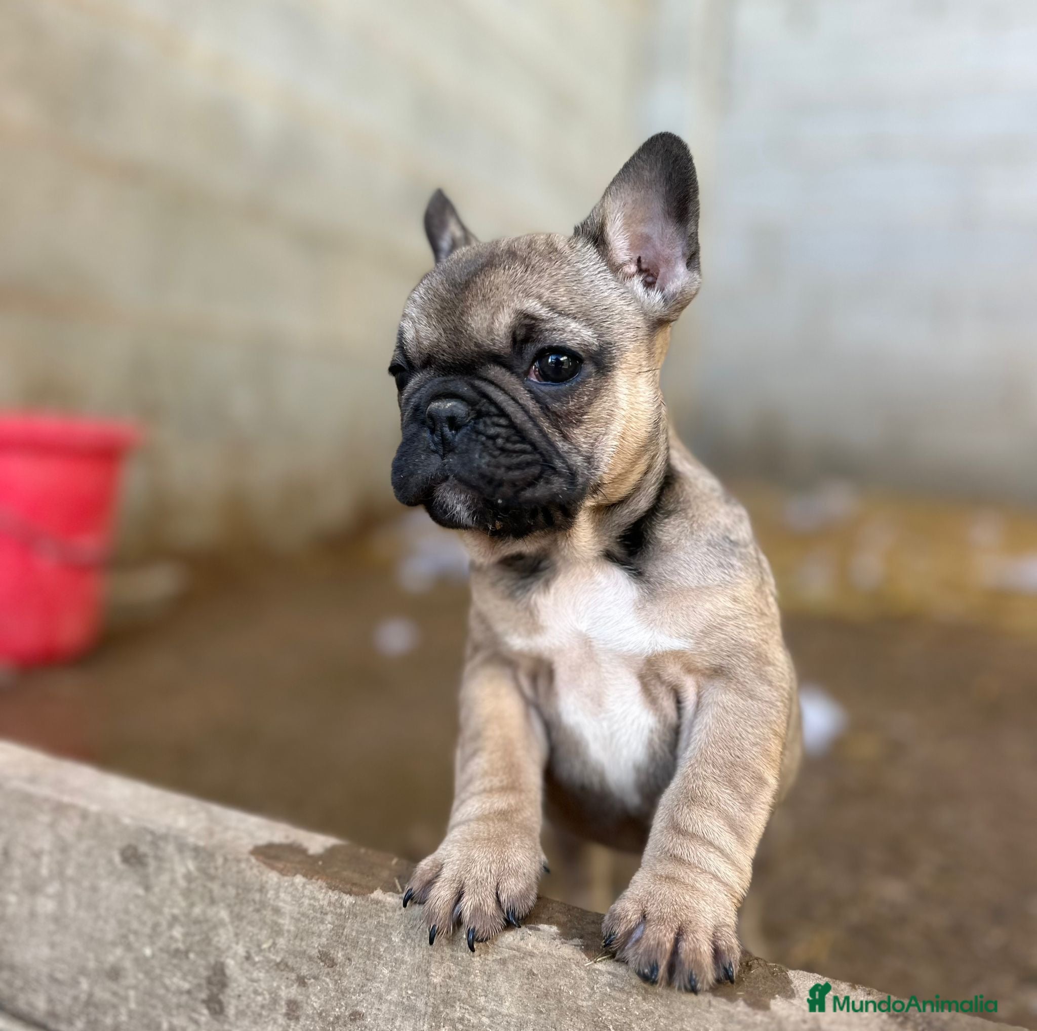 Bulldog Francés perros Cachorros bulldog francés  - Anuncio 2