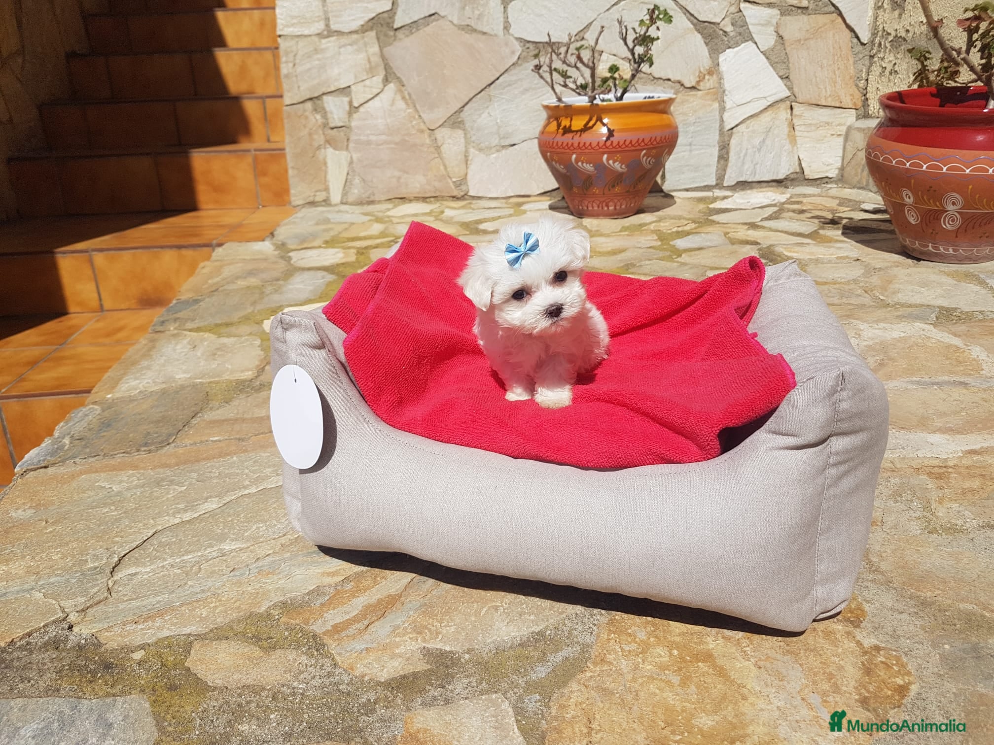 Bichón Maltés perros Bichón Maltés en Barcelona - Anuncio 26