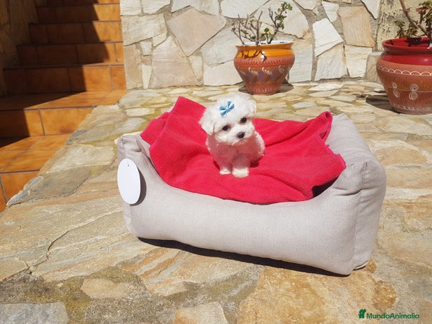 Bichón Maltés perros Bichón Maltés en Barcelona - Anuncio 1