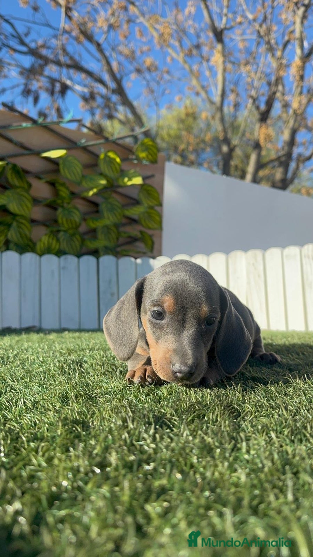 Teckel Miniatura perros en venta: TECKEL MINIATURA BLUE - Anuncio 12