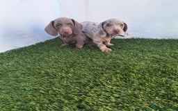 Teckel Miniatura perros en venta: TECKEL MINIATURA ARLEQUIN ISABELA  - Anuncio 1