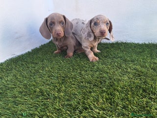 Teckel Miniatura perros TECKEL MINIATURA ARLEQUIN ISABELA - Anuncio 1