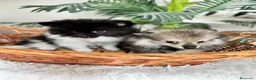 Pomerania perros en venta: POMERANIA  - Anuncio 13