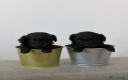 Caniche Toy perros en venta: Caniche toy - Imagen 1