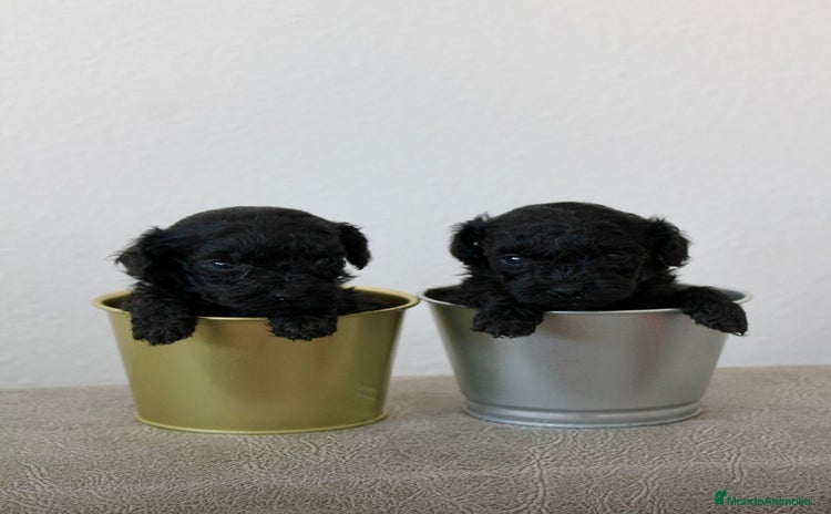 Caniche Toy perros - Anuncio 1