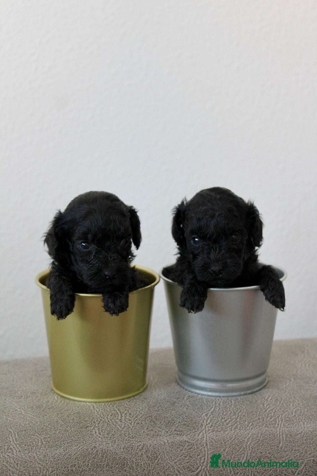 Caniche Toy perros en venta: Caniche toy - Imagen 1