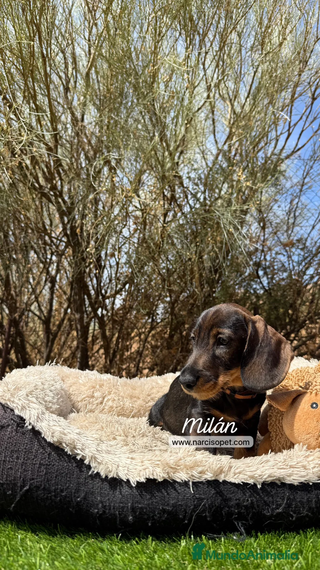 Teckel Miniatura perros en venta: TECKEL PELO DURO - Anuncio 2