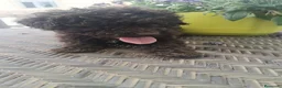Perro de Agua Español perros en venta: Preciosa camada de perros de agua chocolate🐾🐶 en Sevilla - Anuncio 7