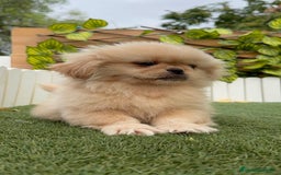 Pekinés perros en venta: PEKINES HEMBRA - Imagen 16