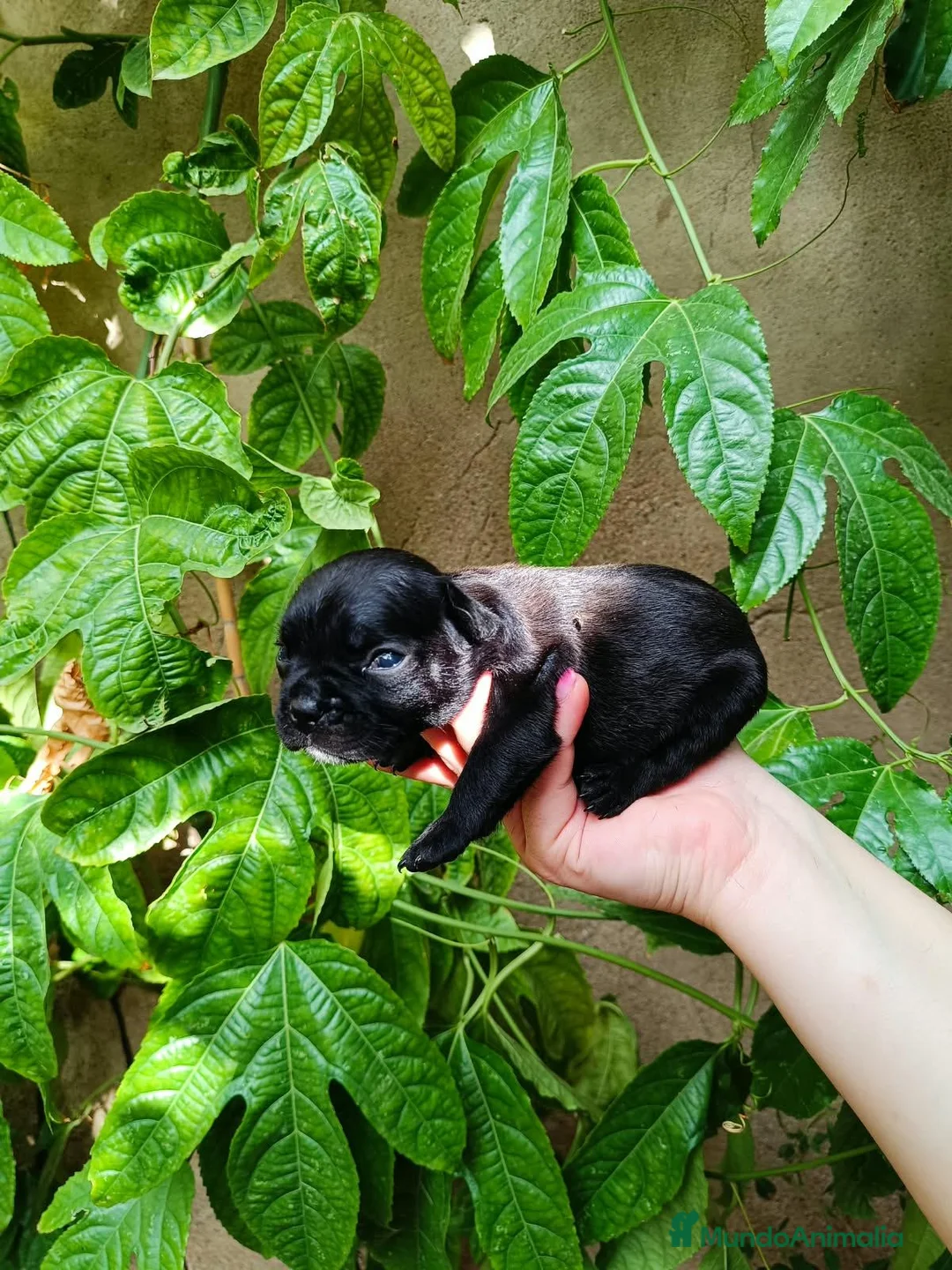 Bulldog Francés perros en venta: Bulldog frances - Anuncio 2