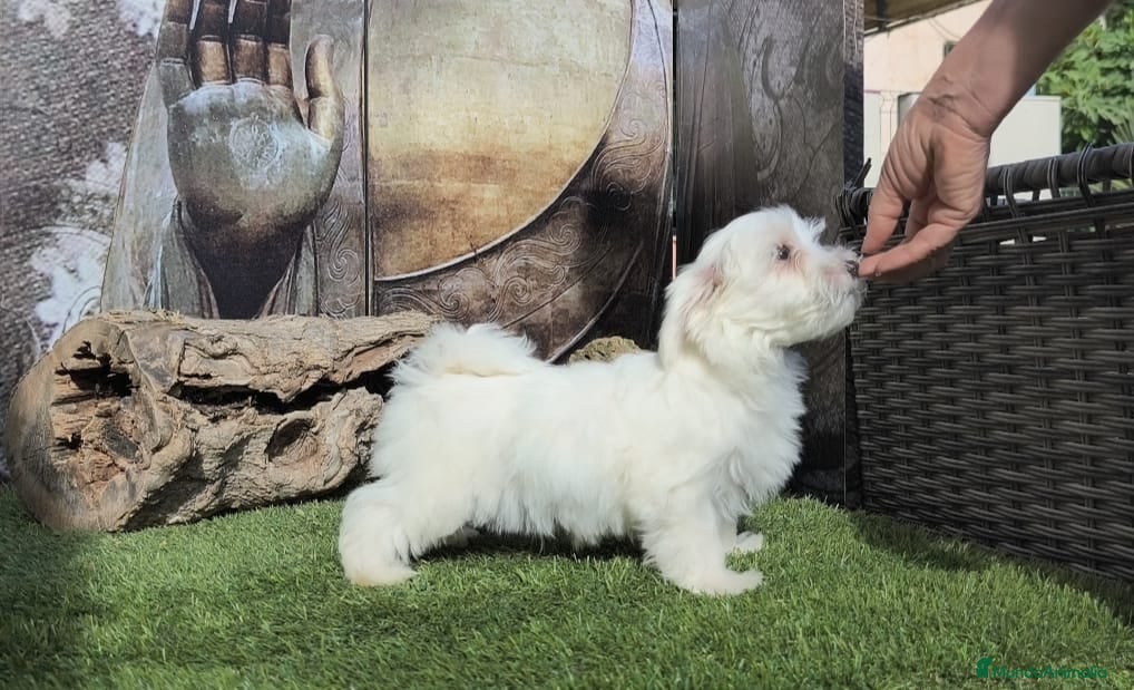 Bichón Maltés perros en venta: Bichon maltes - Anuncio 6