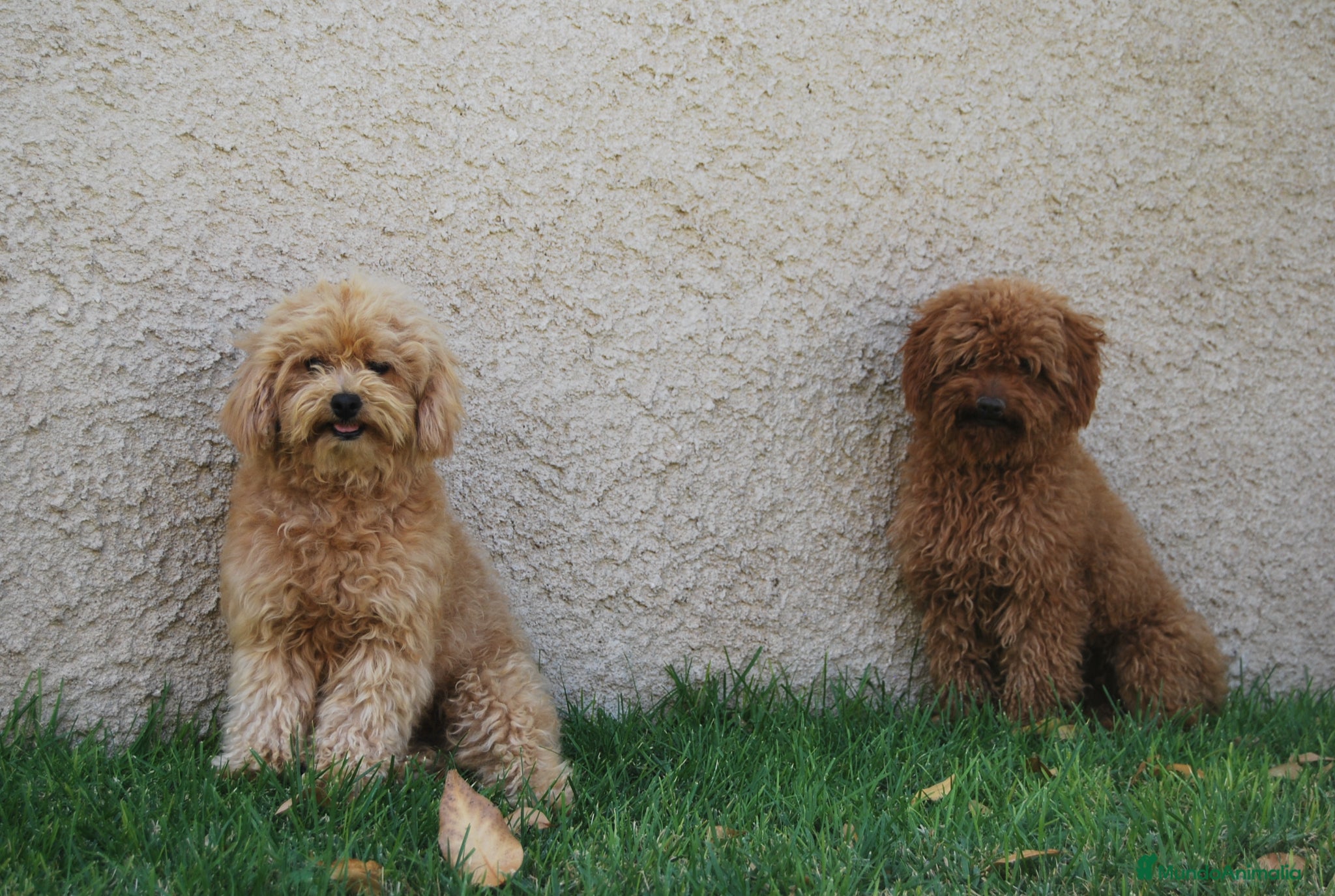 Maltipoo perros Cachorros de Maltipoo del Alto del Pago - Anuncio 1