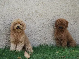 Maltipoo perros en venta: Cachorros de Maltipoo del Alto del Pago - Anuncio 1