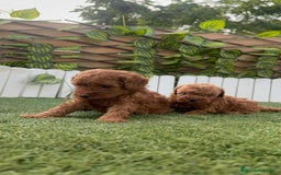 Caniche Toy perros en venta: CANICHE TOY - Imagen 9