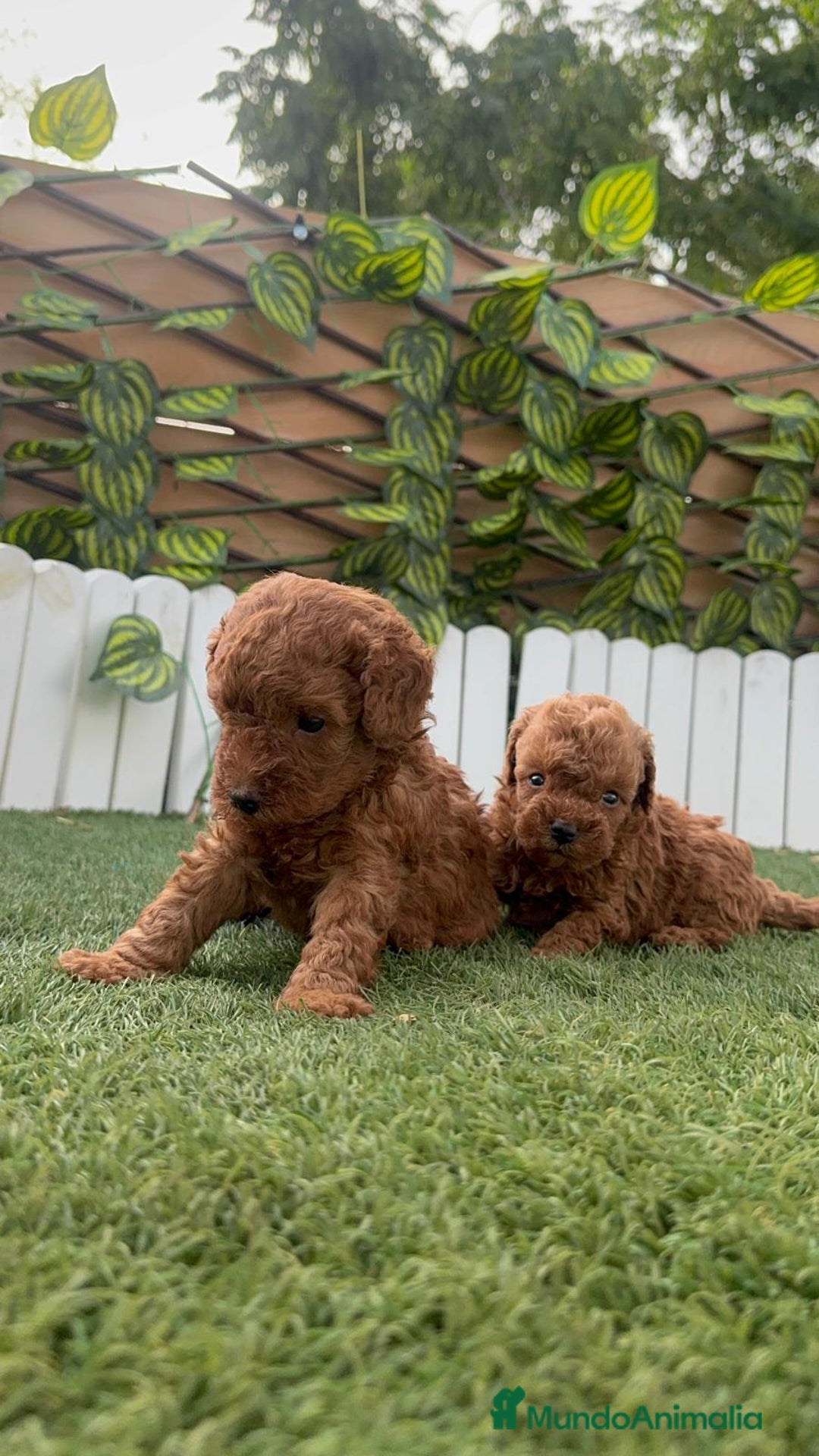 Caniche Toy perros en venta: CANICHE TOY - Imagen 9