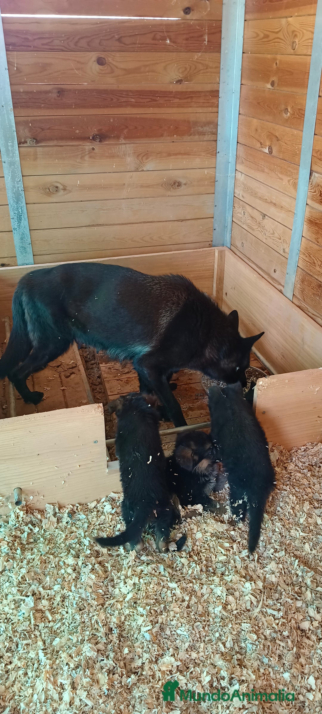 Pastor Alemán perros en venta: Negro solido - Anuncio 1