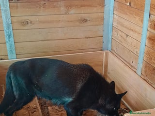 Pastor Alemán perros Negro solido - Anuncio 1