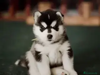 Husky Siberiano perros HUSKY SIBERIANO, CRIADERO PROFESIONAL. - Anuncio 1