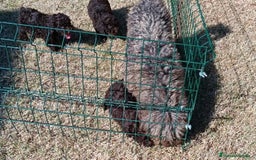 Perro de Agua Español perros en venta: Cachorros perro de agua español - Imagen 11
