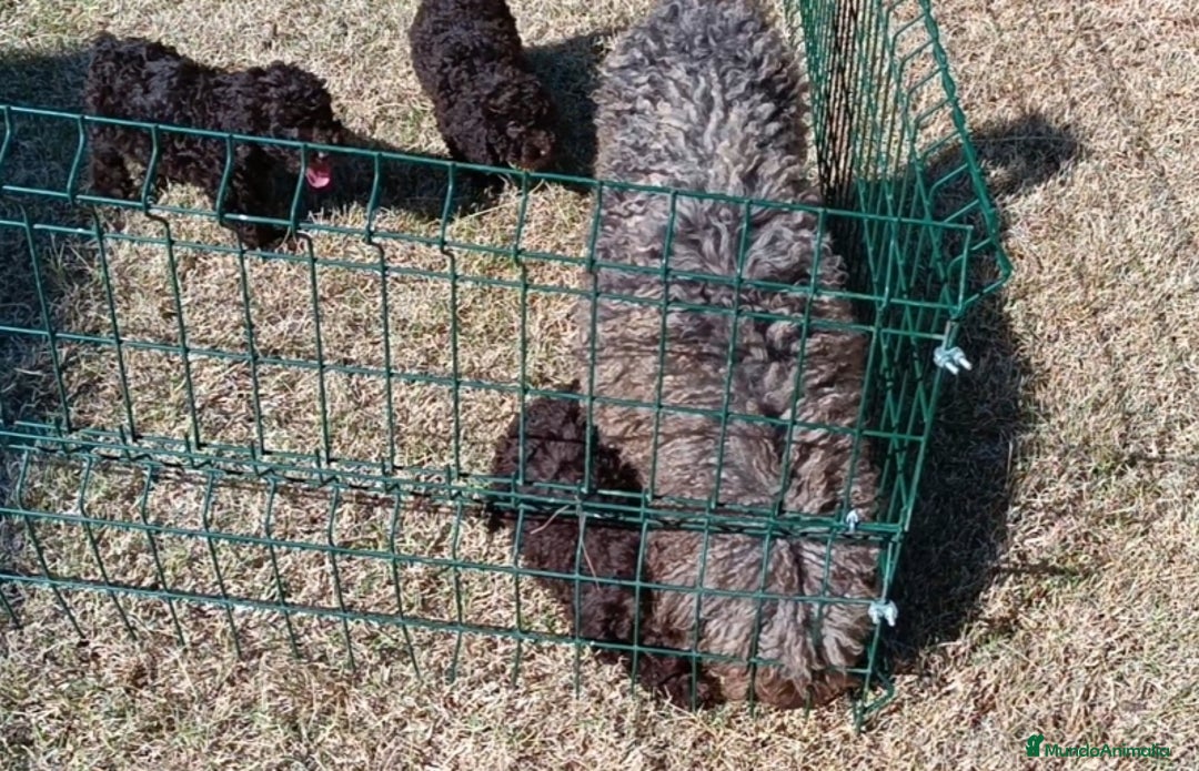 Perro de Agua Español perros en venta: Cachorros perro de agua español - Imagen 11