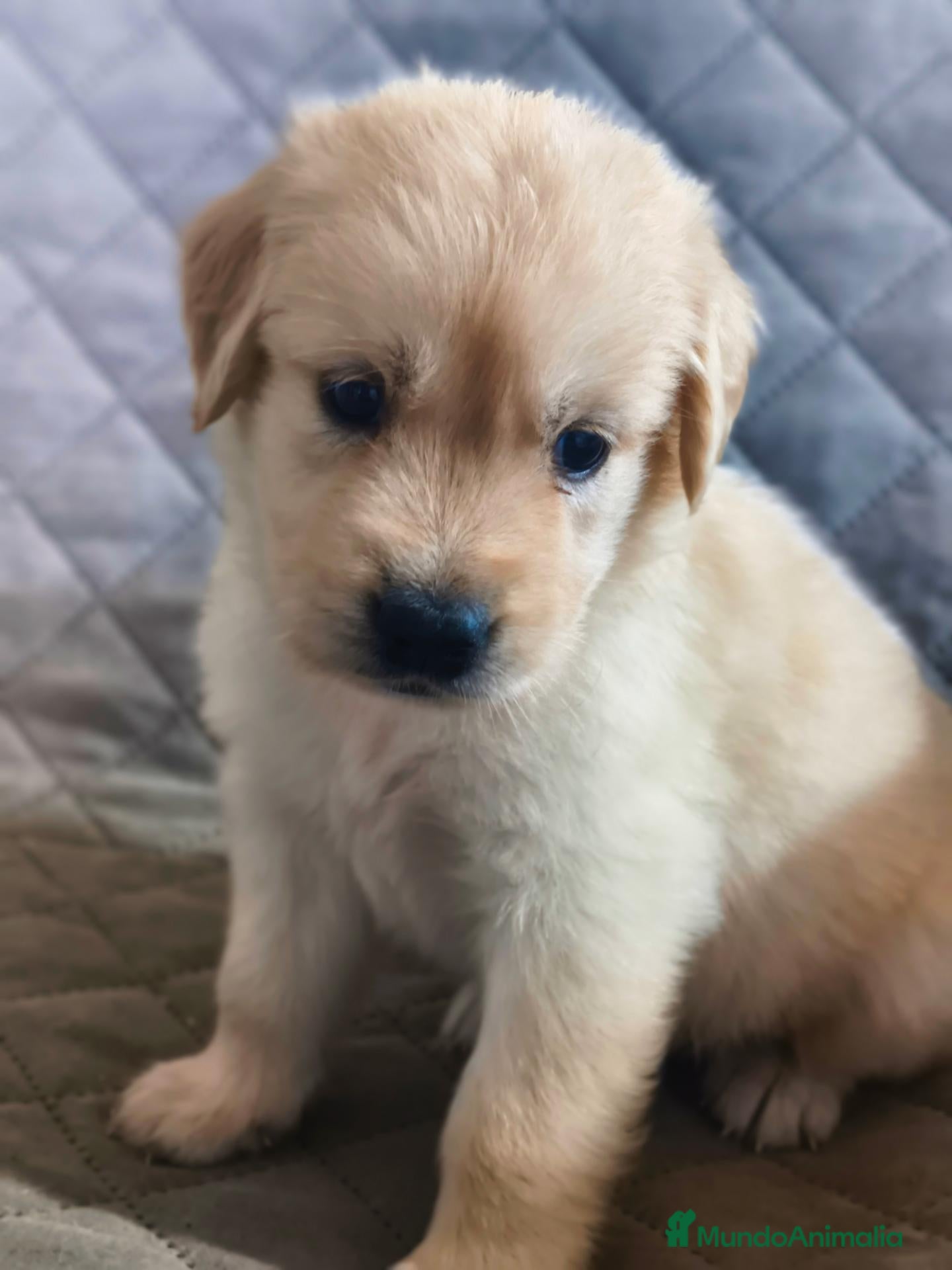 Golden Retriever perros GOLDEN RETRIEVER  - Anuncio 1