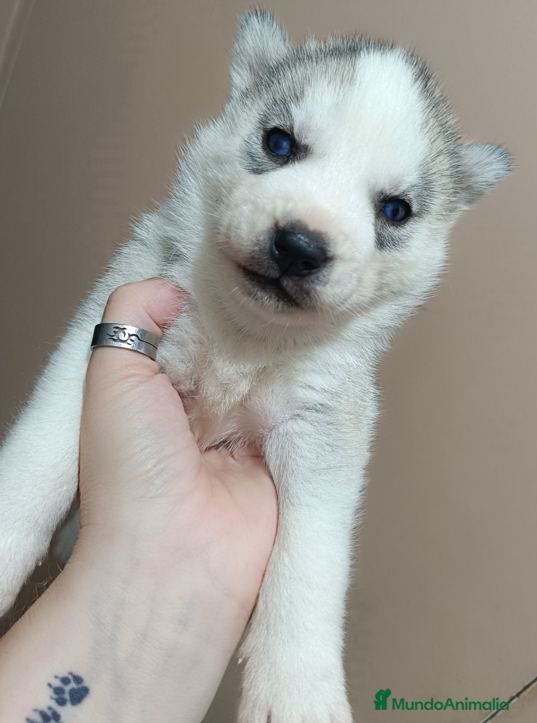 Husky Siberiano perros en venta: Camada husky siberiano  - Anuncio 15