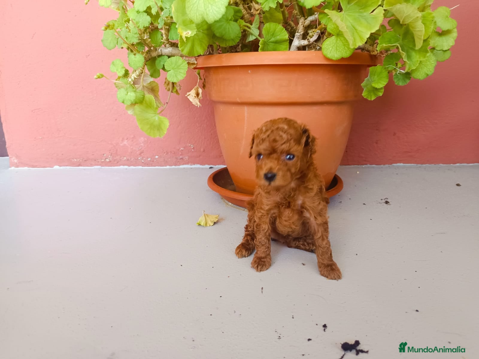 Caniche Toy perros Caniche toy rojo - Anuncio 1