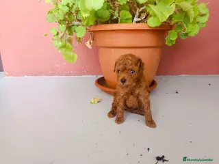 Caniche Toy perros Caniche toy rojo - Anuncio 13