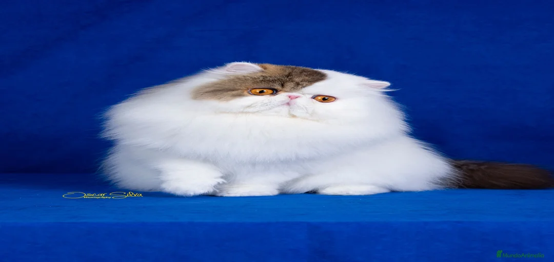 Imagen de galería {{count}}