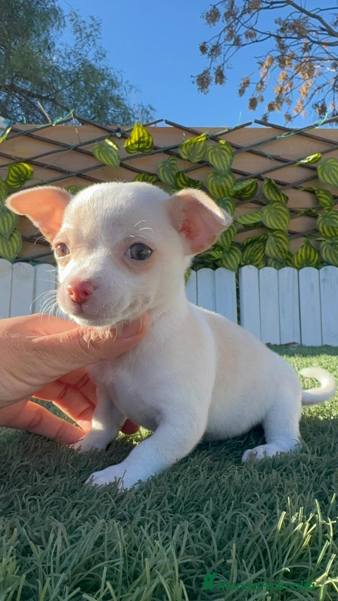 Chihuahua perros en venta: CHIHUAHUA  - Anuncio 27