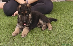Pastor Alemán perros en venta: Preciosa cachorra de pastor alemán  - Imagen 4