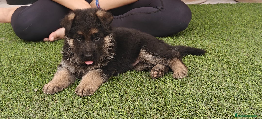 Pastor Alemán perros en venta: Preciosa cachorra de pastor alemán  - Imagen 4