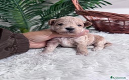 Maltipoo perros en venta: MALTIPOO HEMBRA - Imagen 7