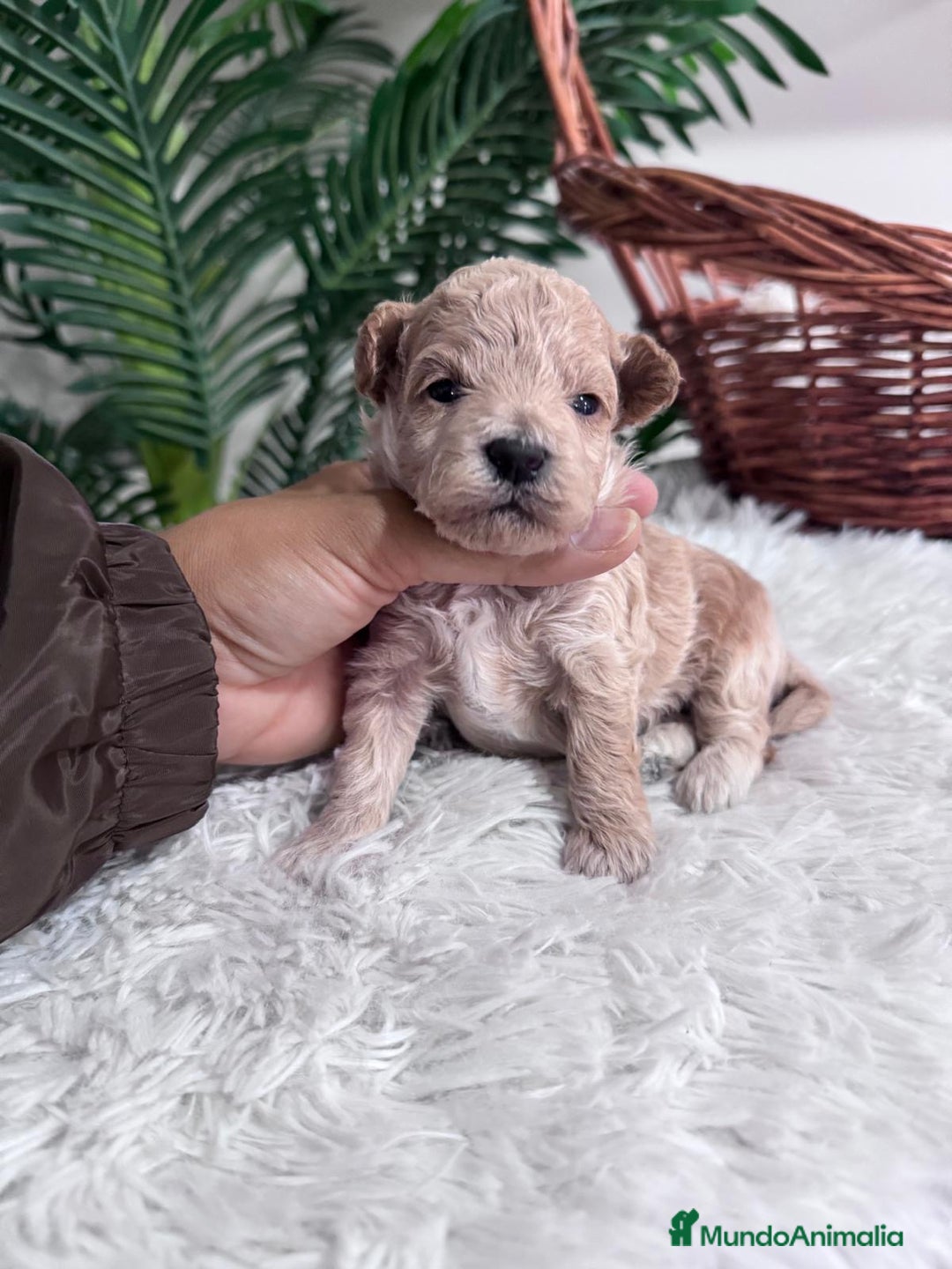 Maltipoo perros en venta: MALTIPOO HEMBRA - Imagen 7