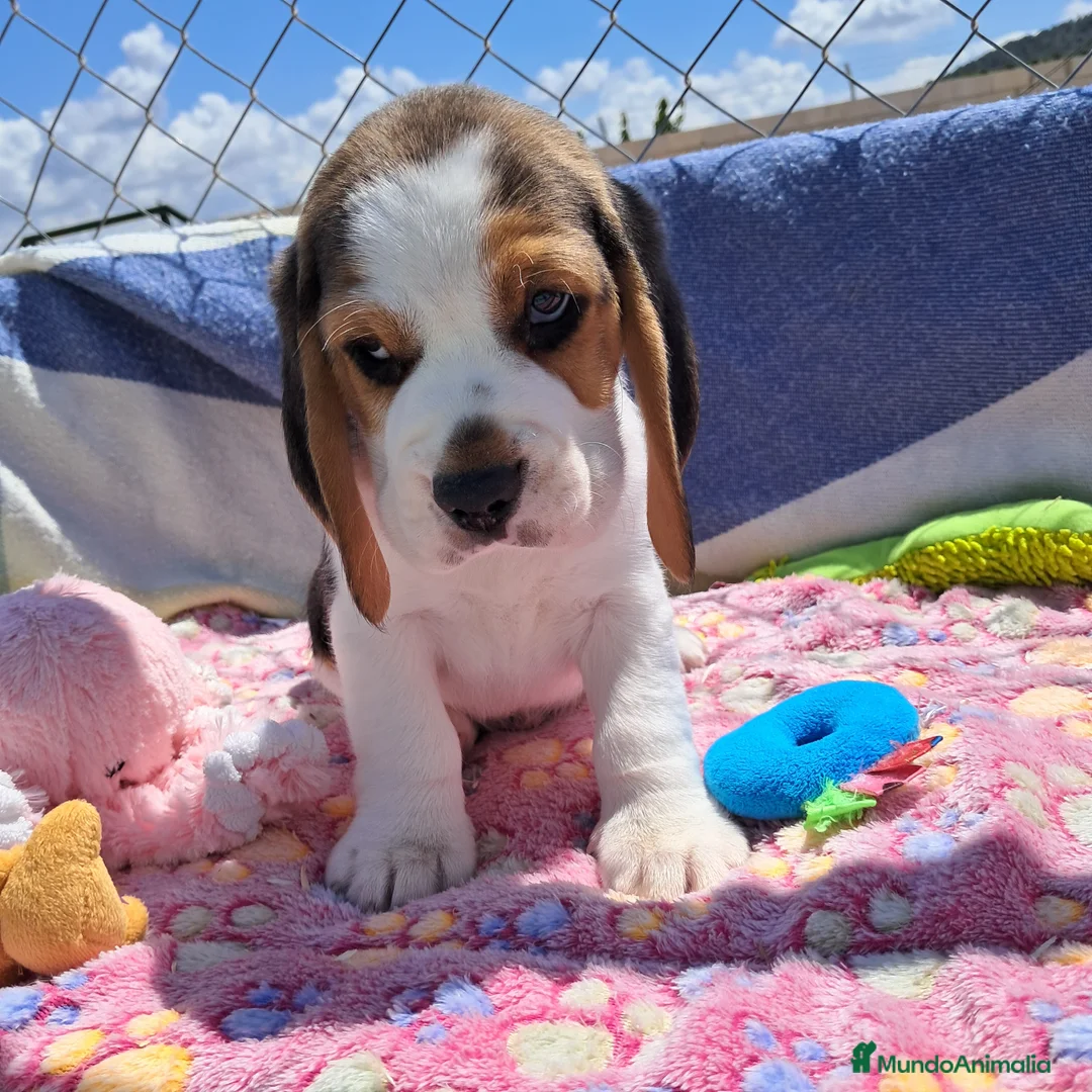 Beagle perros en venta: Bebés Beagles machos  - Anuncio 1