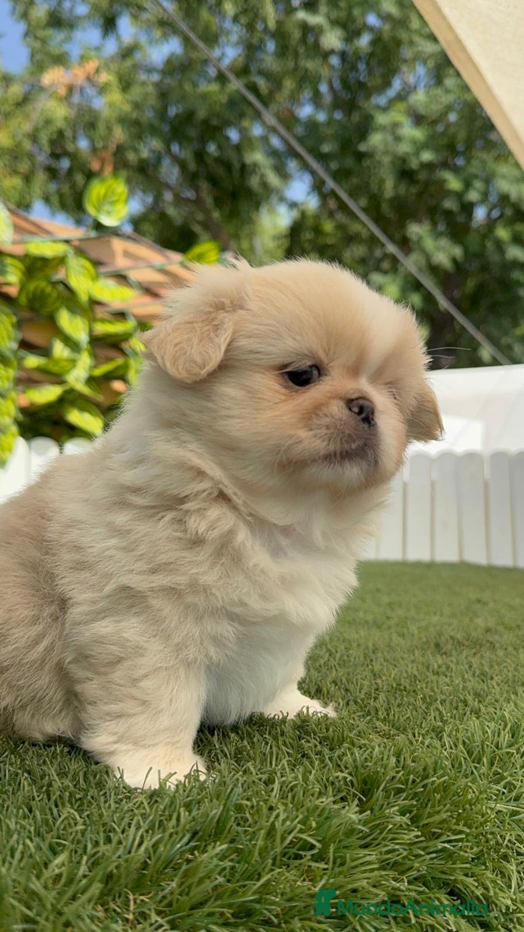 Pekinés perros en venta: PEKINES HEMBRA - Imagen 21