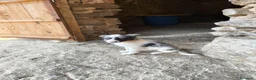 Border Collie perros en venta: Cachorros border collie! - Anuncio 9