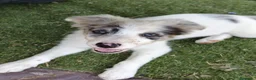 Border Collie perros en venta: Border collie - Anuncio 2