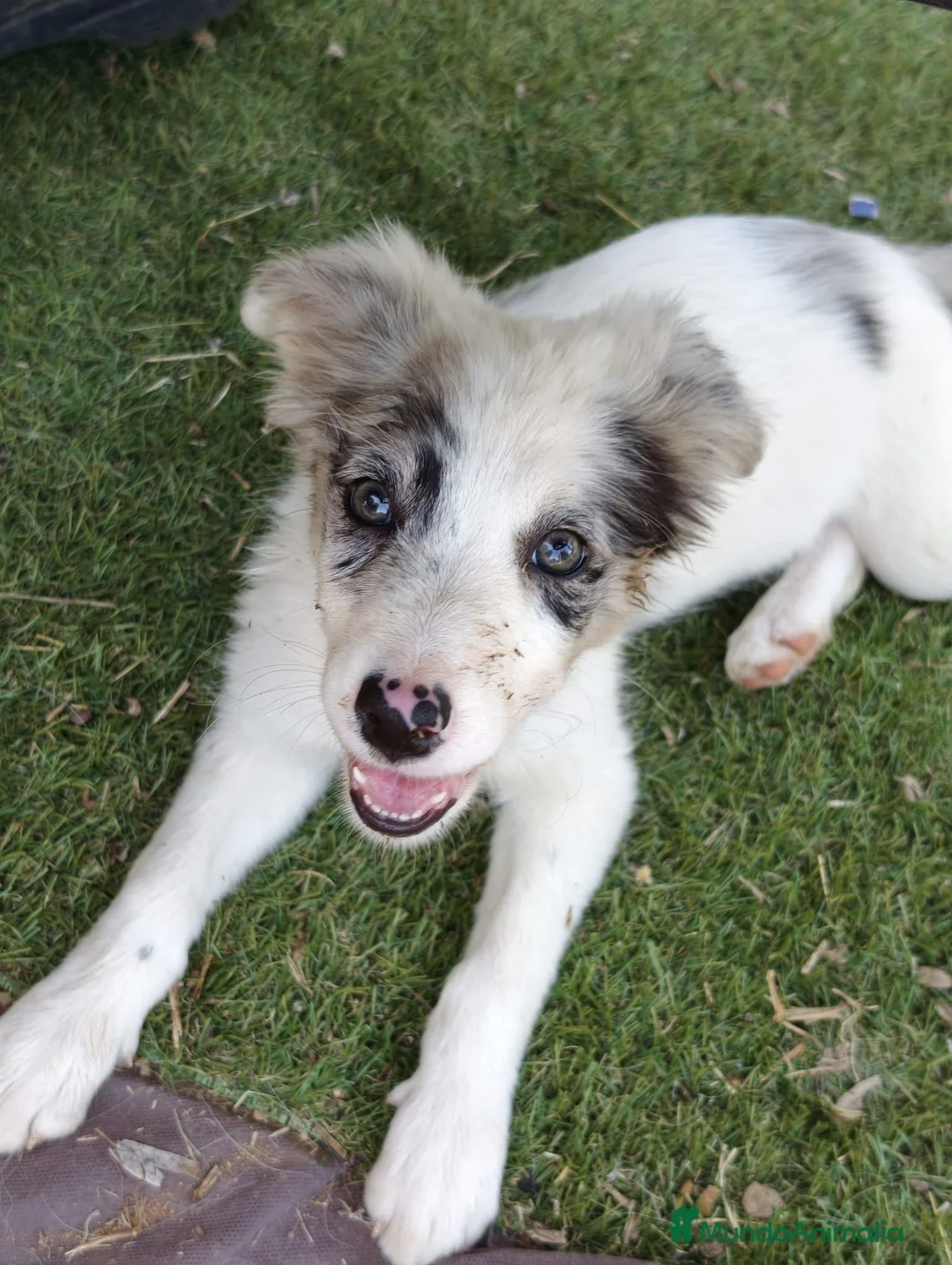 Border Collie perros en venta: Border collie - Anuncio 2